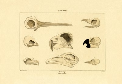 Skulls by French School